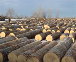 hardwood logs